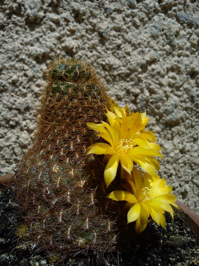 2013.06.08 - Sulcorebutia krahnii