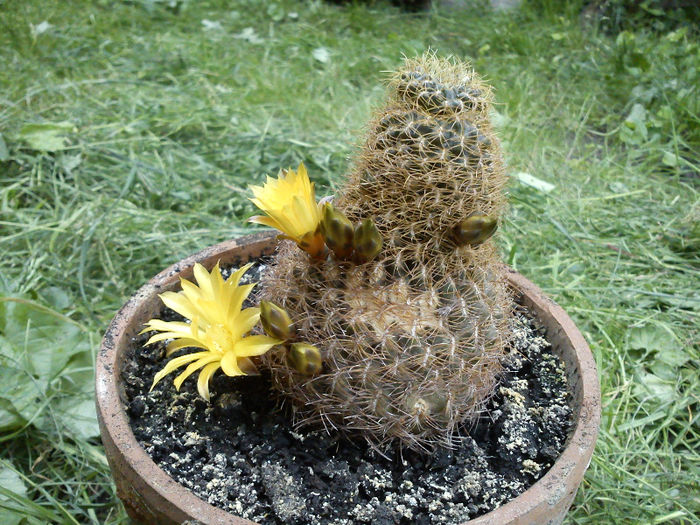 2013.06.08 - Sulcorebutia krahnii