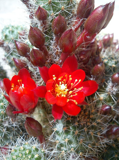 2013.06.08 - Rebutia fulviseta