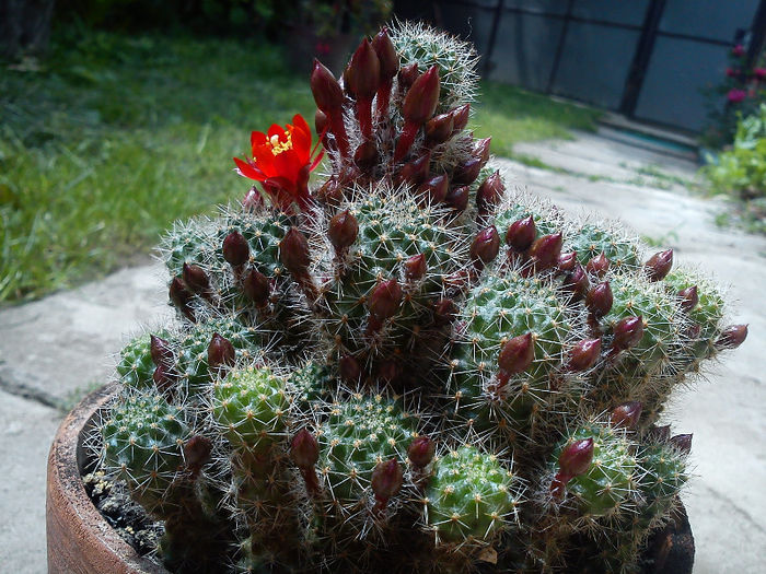 2013.06.08 - Rebutia fulviseta