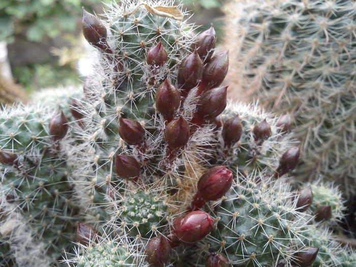 2013.06.08 - Rebutia fulviseta