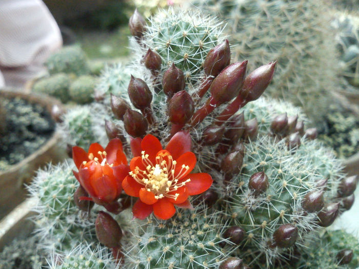 2013.06.08 - Rebutia fulviseta