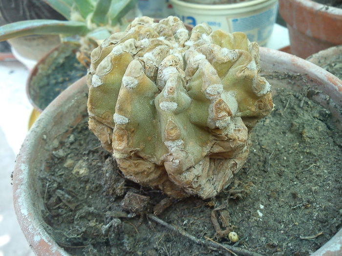 2013.05.15 - Echinopsis subdenudatum