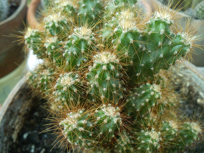 2013.05.15 - Cereus peruvianus monstrosus