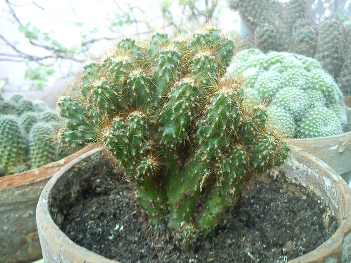 2013.05.15 - Cereus peruvianus monstrosus