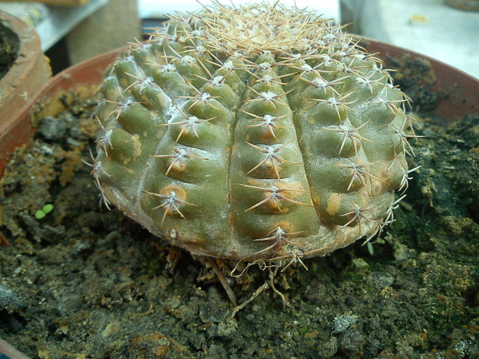 2013.05.15 - Gymnocalycium quehlianum