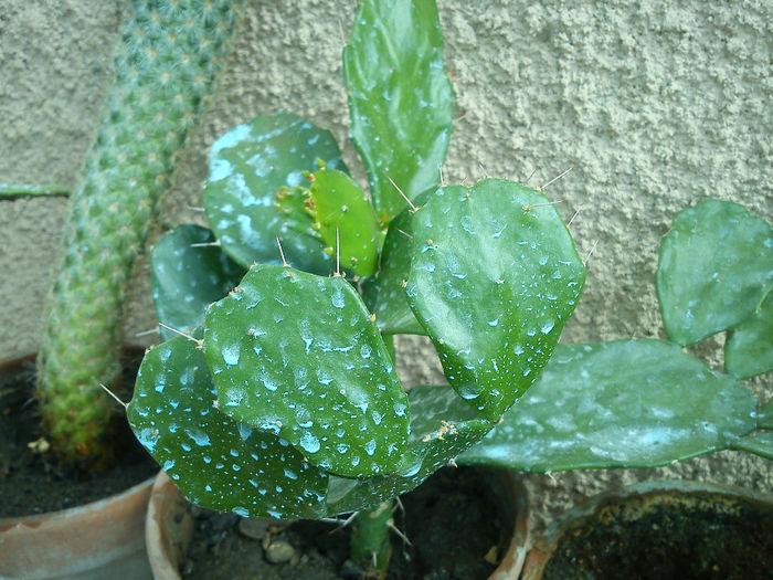 2013.05.15 - Brasiliopuntia brasiliensis