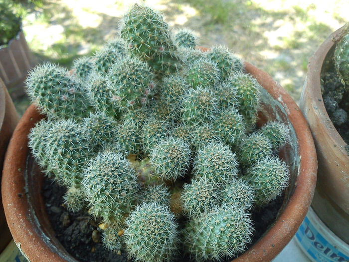 2013.05.15 - Rebutia fiebrigii