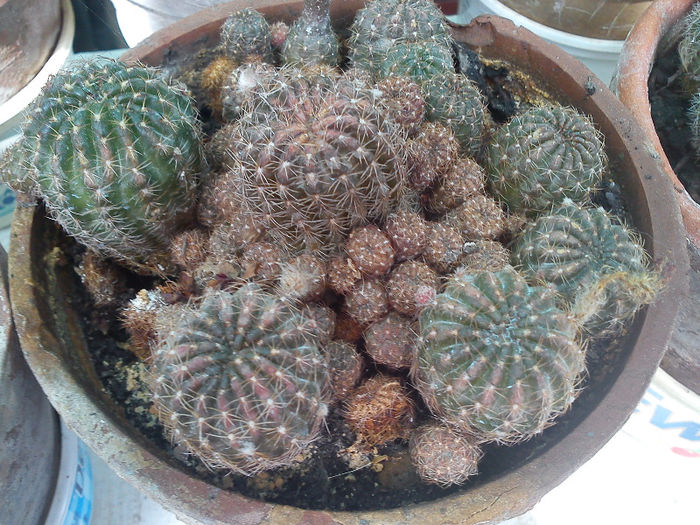 2013.05.15 - Echinopsis ancistrophora