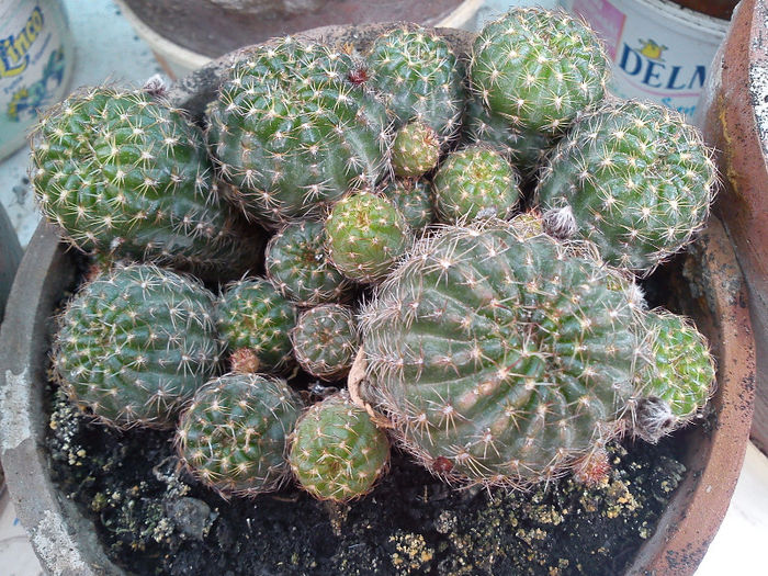 2013.06.08 - Echinopsis ancistrophora