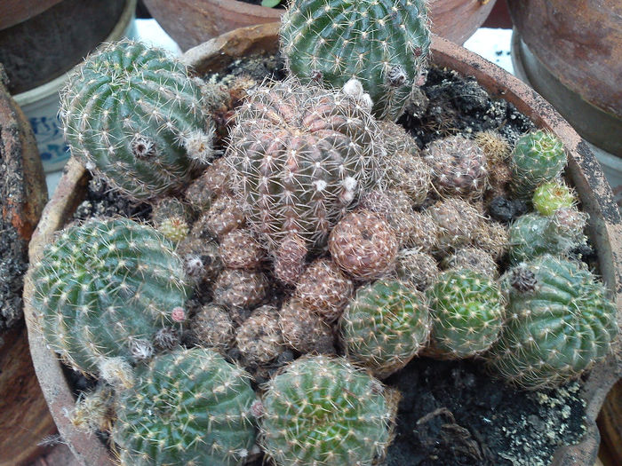 2013.06.08 - Echinopsis ancistrophora