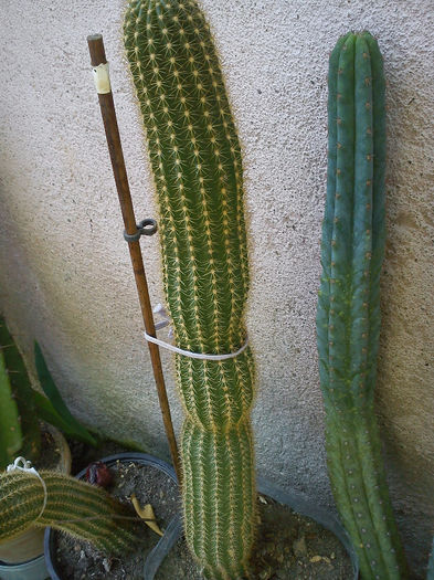 2013.05.15 - Weberbauerocereus johnsonii