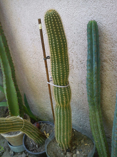 2013.05.15 - Weberbauerocereus johnsonii