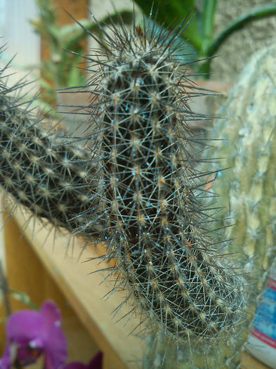 2013.05.15 - Echinopsis mirabilis