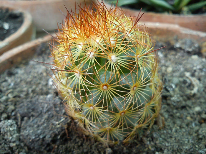 2013.06.08 - Mammillaria elongata