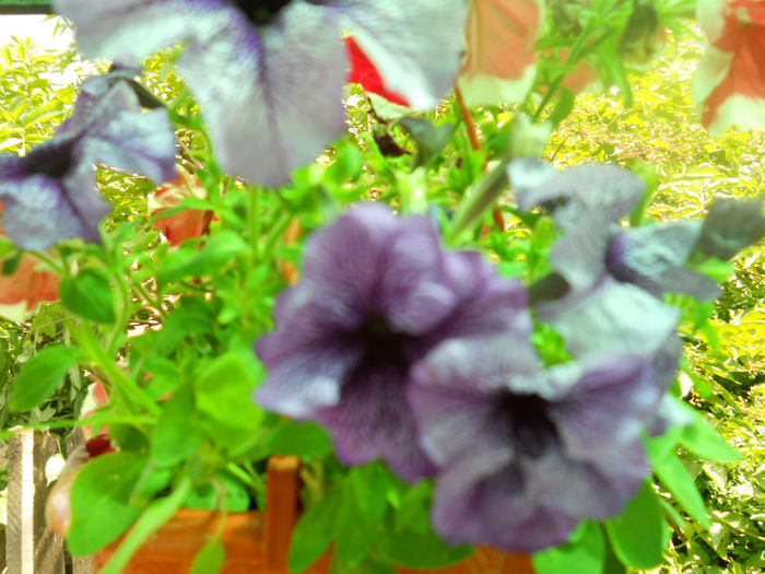DSCN4427 - A28 a VARA 2013