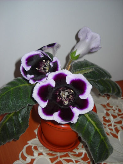 Kaiser Wilhem - 1GLOXINIA- 2013