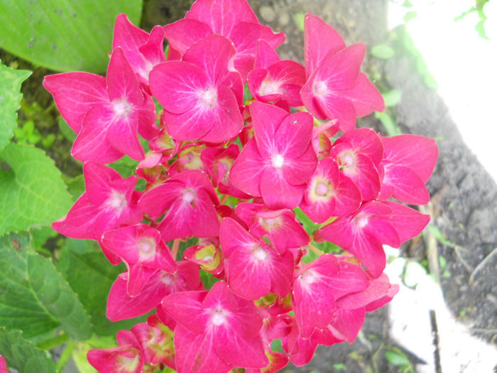 DSCN4431