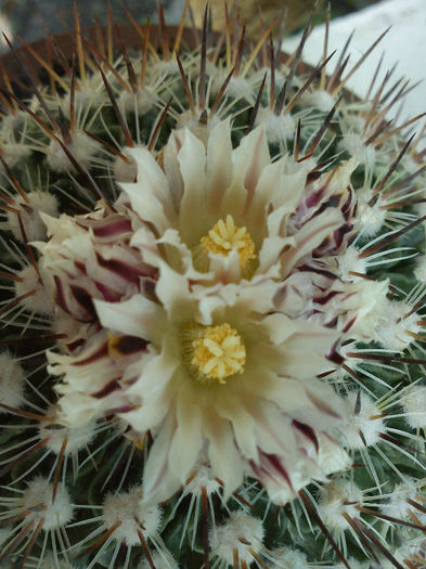 2013.06.08 (124) - 6 CACTUSII mei