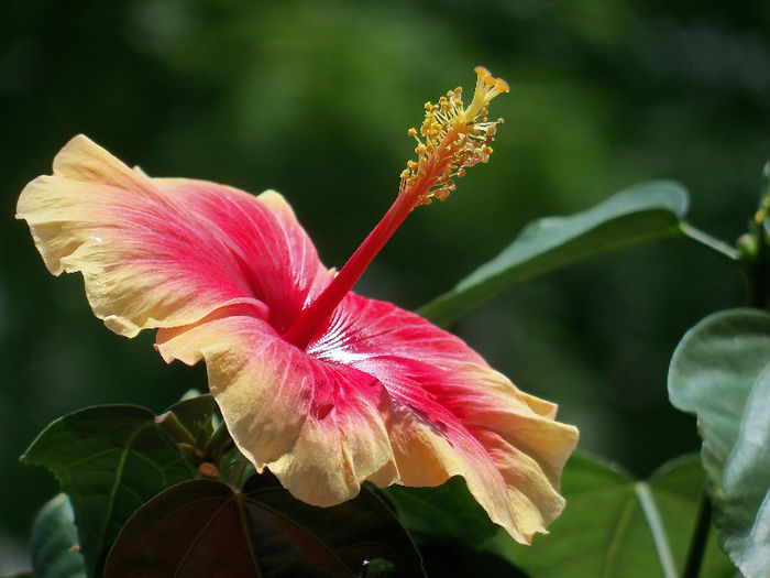 Oberon - HIBISCUS 2013