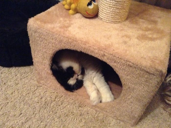 image - Animalute fericite