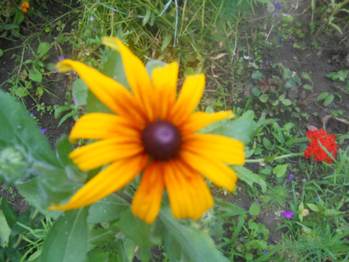DSCN4451