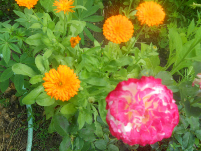 DSCN4455