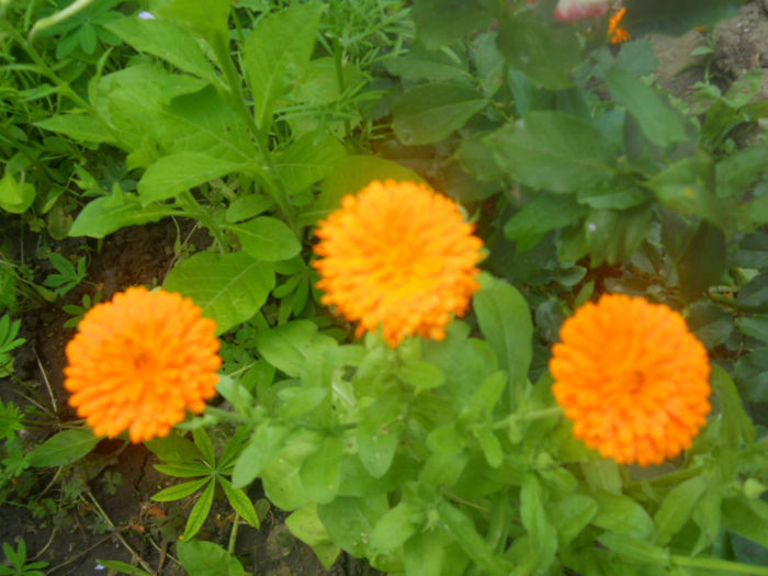 DSCN4456