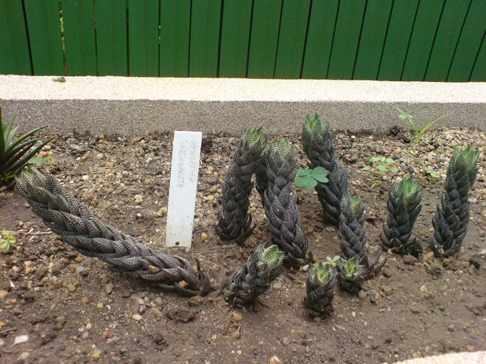 Haworthia - Gradina Botanica iunie 2013