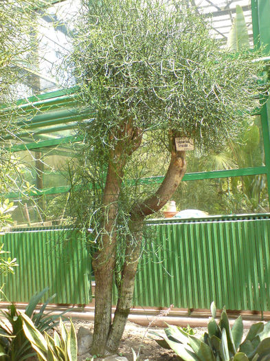 Euphorbia tirucali - Gradina Botanica iunie 2013