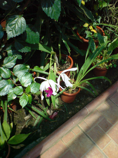 Cattleya - Gradina Botanica iunie 2013