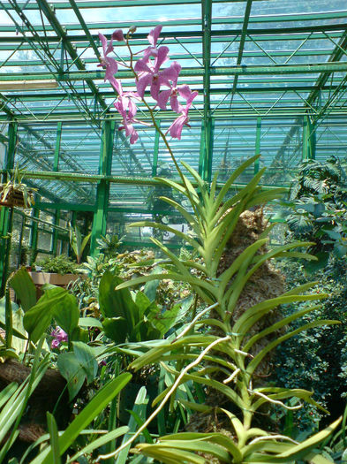 Vanda - Gradina Botanica iunie 2013