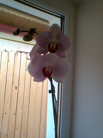 Imag084 - Orhidee