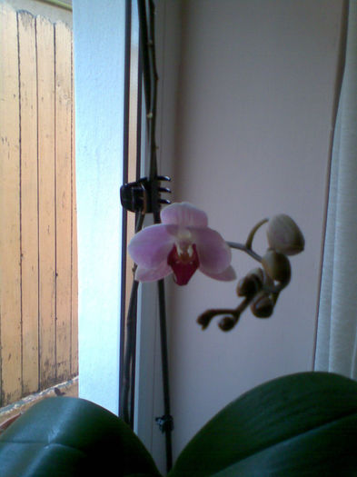 Imag085 - Orhidee