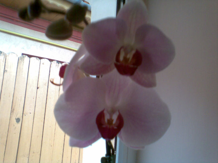 Imag087 - Orhidee