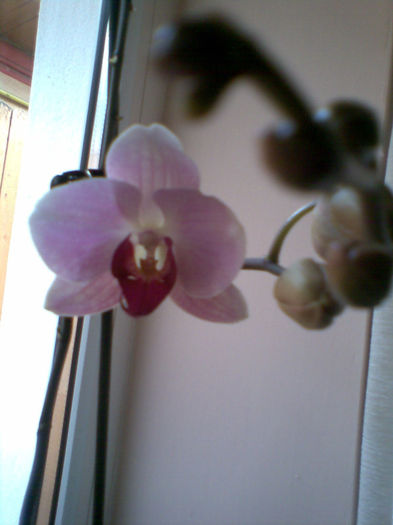 Imag088 - Orhidee