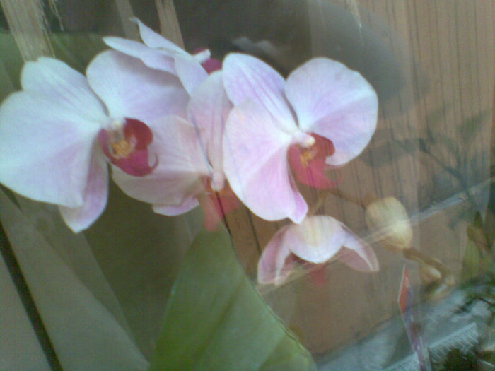 Imag170 - Orhidee