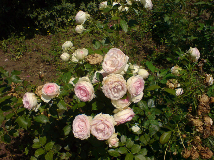 Eden Rose 85 Meilland