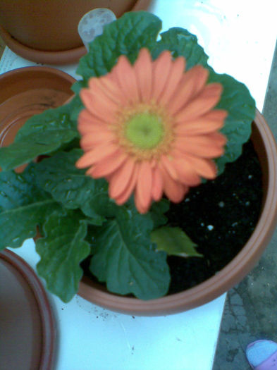 Imag129 - Gerbera