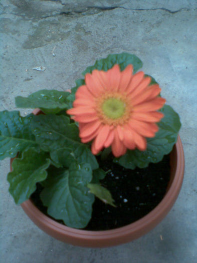 Imag131 - Gerbera