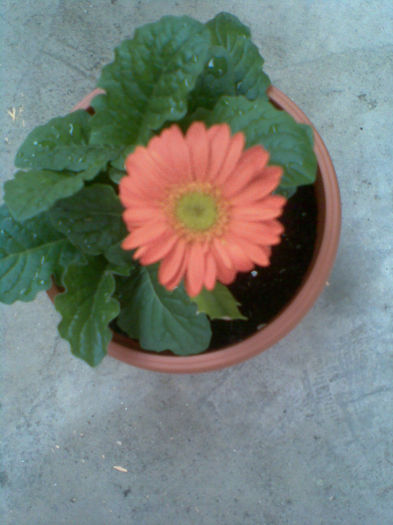 Imag139 - Gerbera