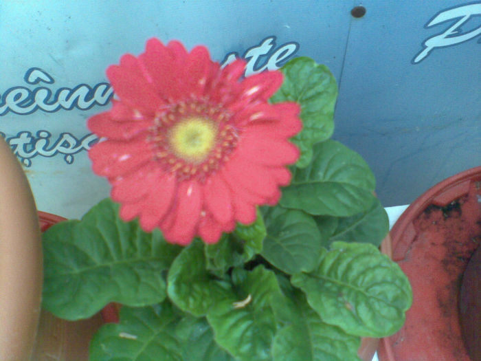 Imag159 - Gerbera