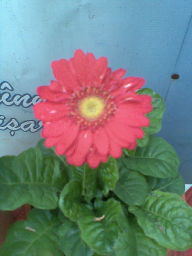 Imag161 - Gerbera