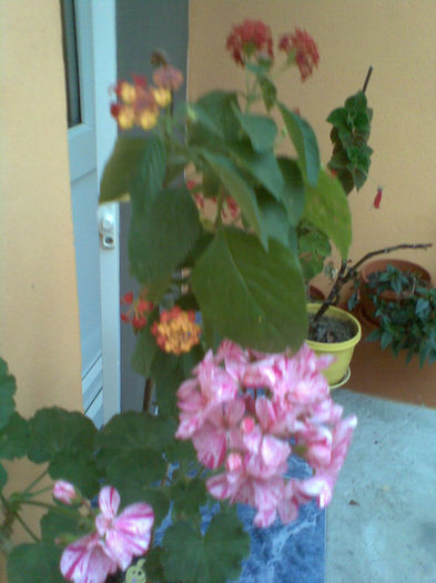 Imag167 - Lantana