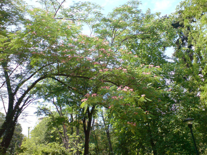 Albizzia - Gradina Botanica iunie 2013