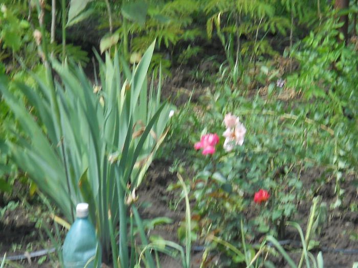 Rose Gaujard pui