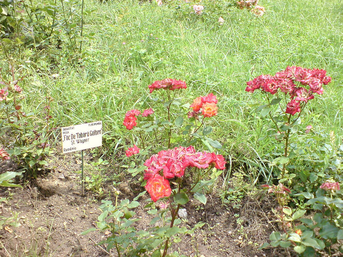 Foc de tabara galben St. Wagner - Gradina Botanica iunie 2013