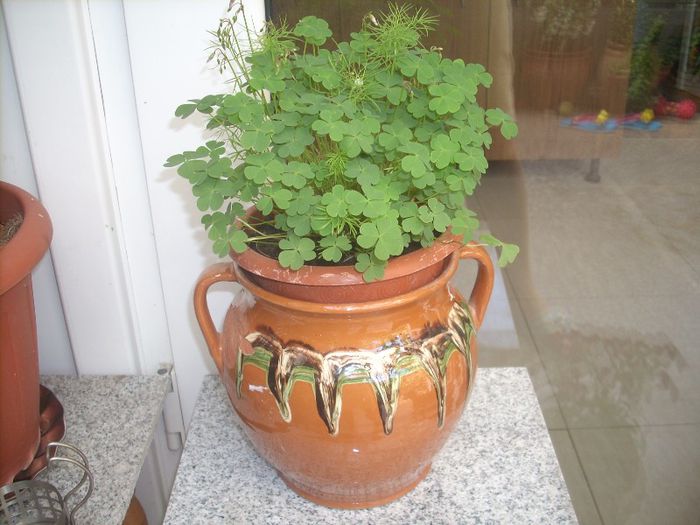 DSCN2812[1] - primavara 2013