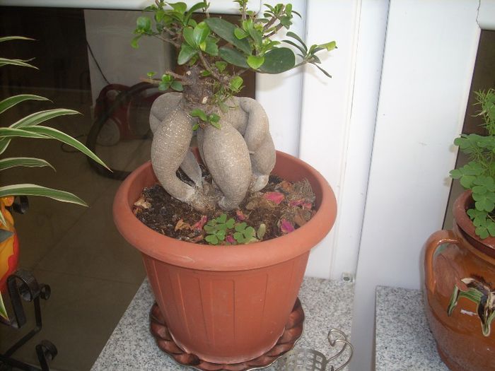 DSCN2813[1] - primavara 2013