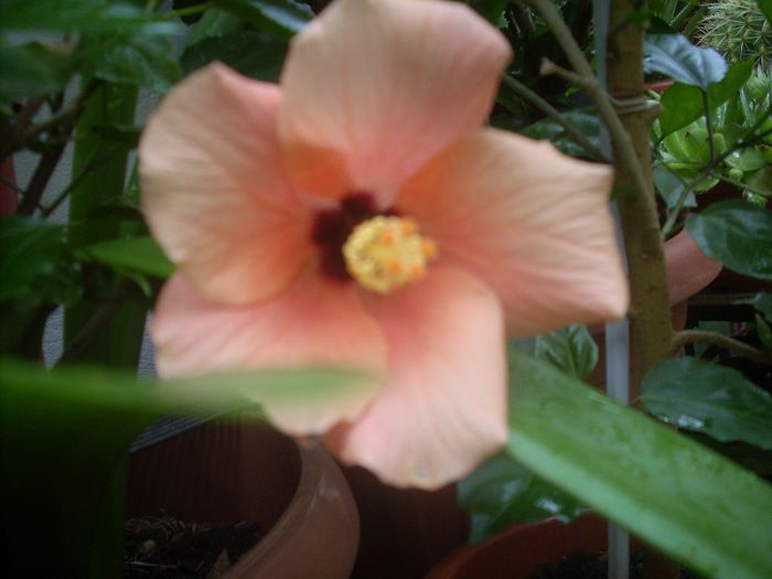 DSCN2816[1] - primavara 2013